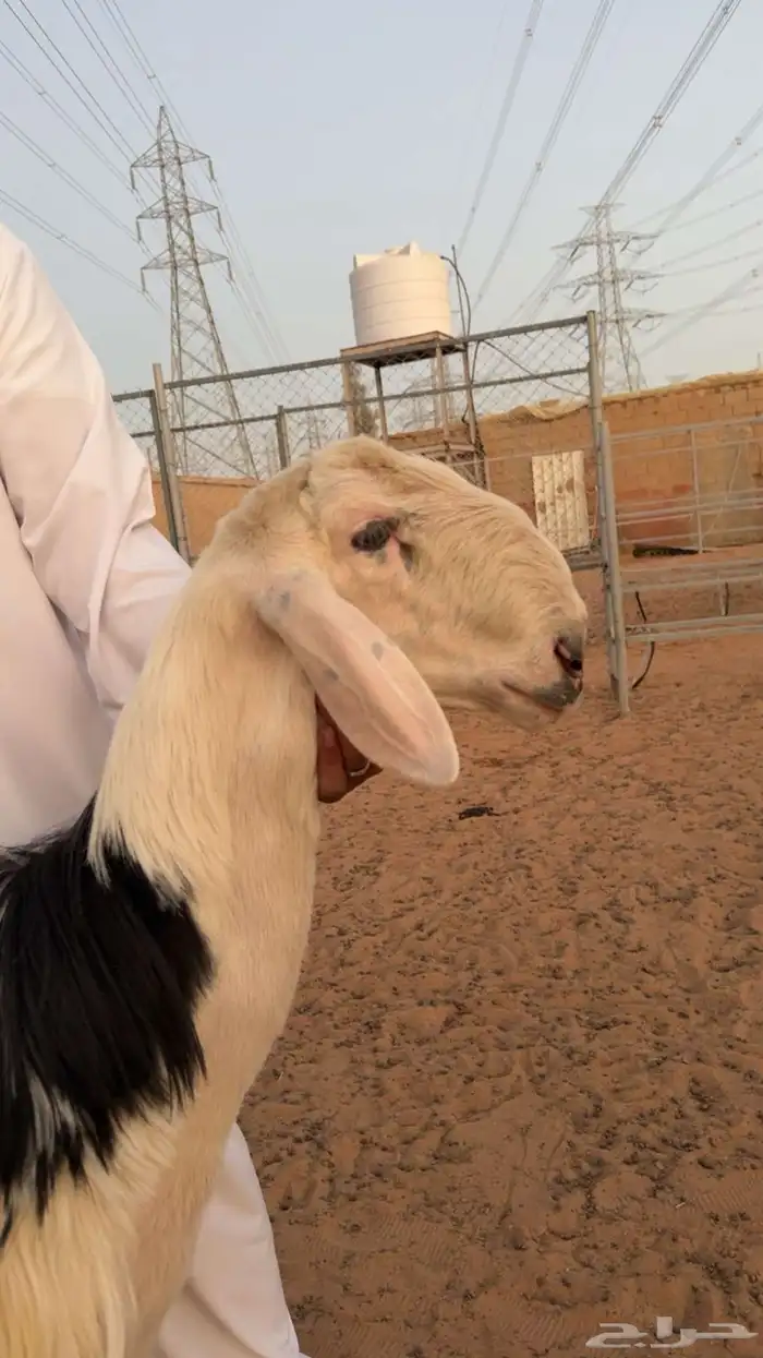 مشروع فحل نجدي 2