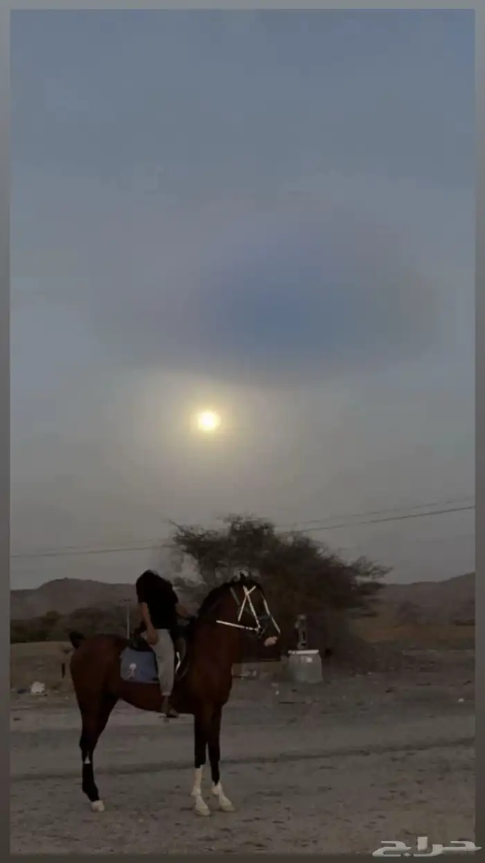 خيل عربي اصيل 2