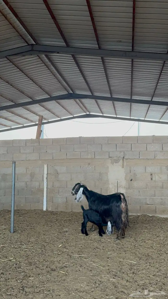 عنز عارضيه معها جفره 3