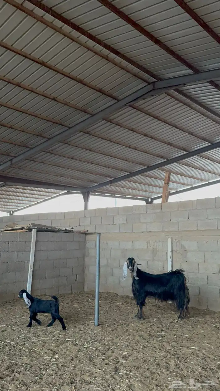 عنز عارضيه معها جفره 0