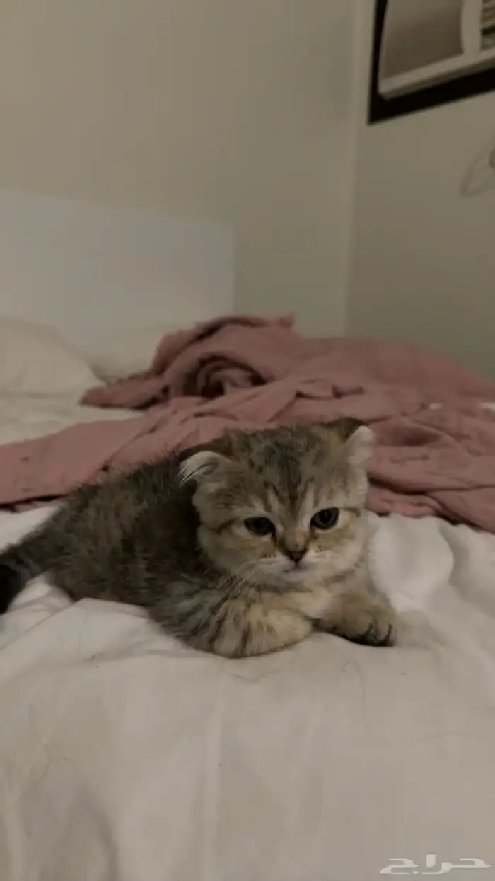 كيتن سكوتش فولد للبيع 6