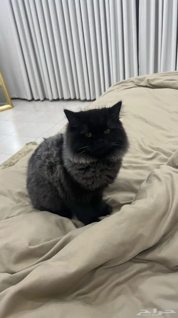 قطوه للتبني 0