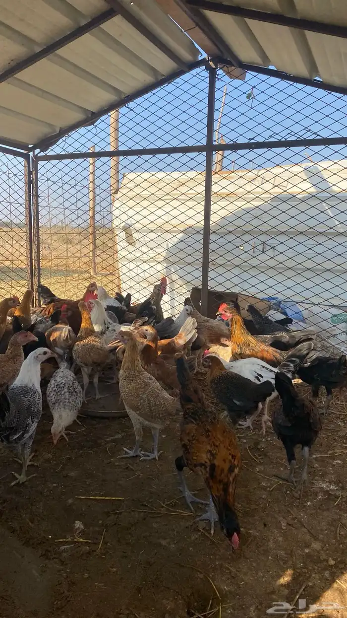 فرانيج دجاج بلدي القنفذه 1