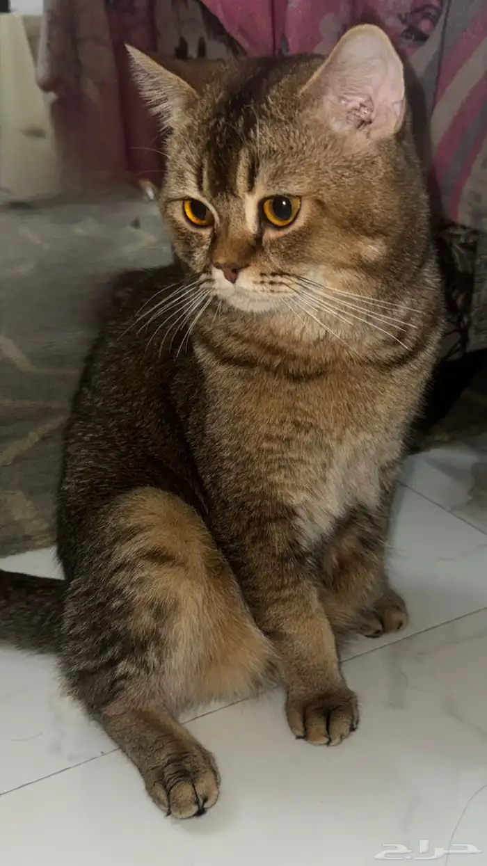 لتزاوج نوع القطط برتش قولد Ny27 2