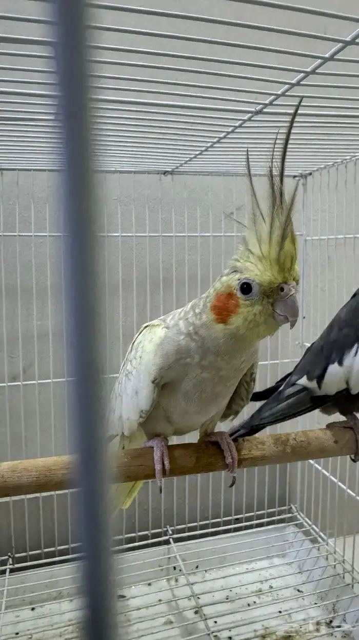 كوكتيل طيور وبادجي طيور زينه birds 8