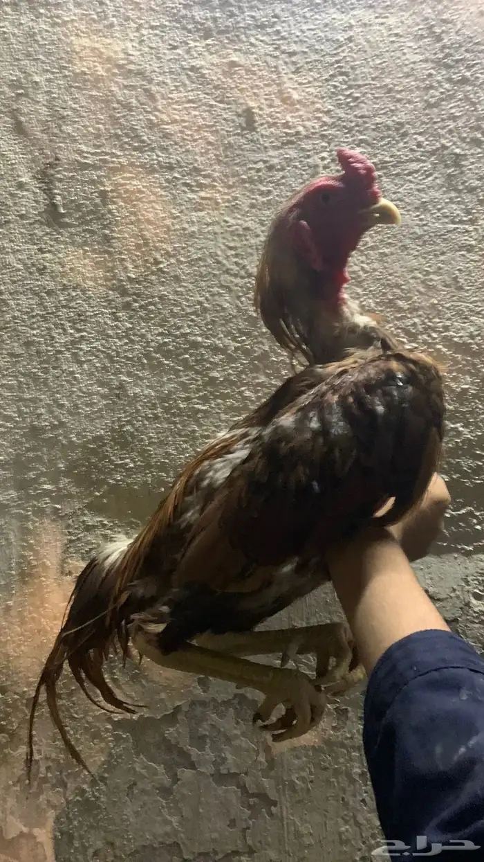 ديك باكستاني ميوالي للبدل فقط 2