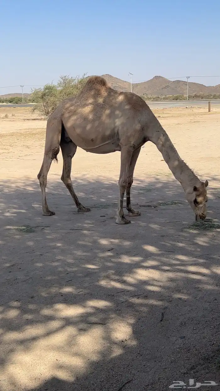 ابل مخض للبيع 6