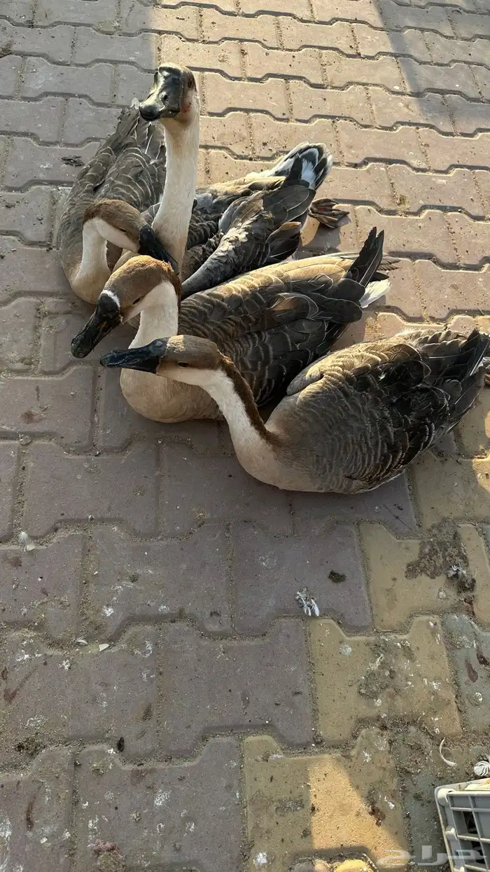 وز عراقي القنفذة القوز 3