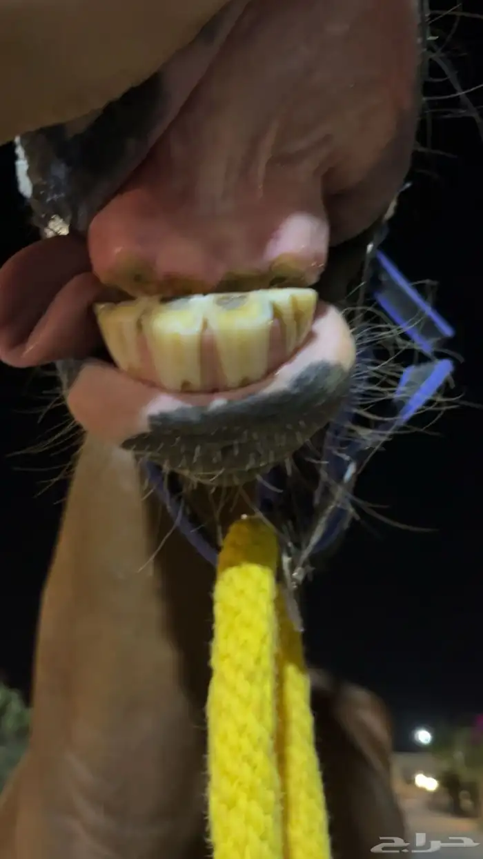 فرس شعبيه للبيع 1