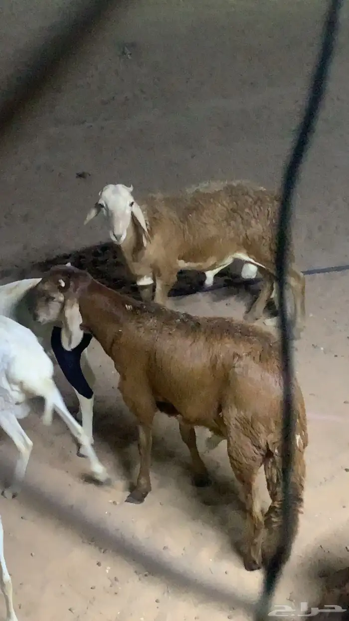 للبيع ذبايح طيبه شحم ولحم 0