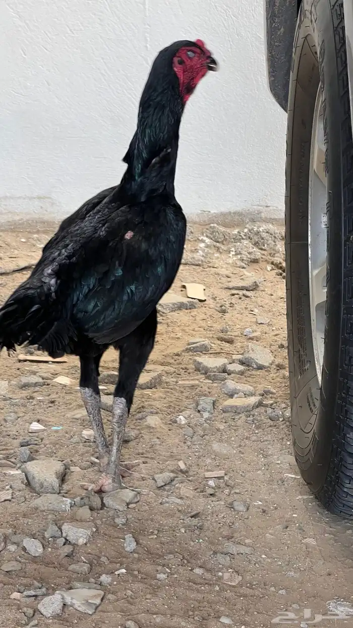 فرخة شامو الماني 3