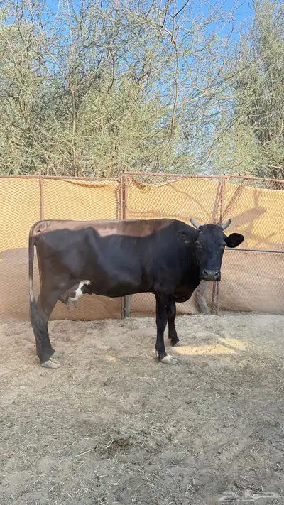 بقره خلفه index