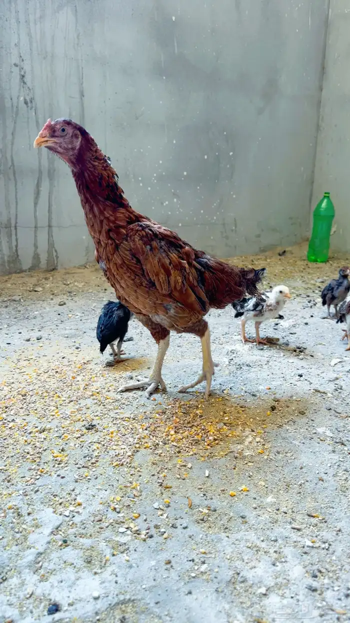 دجاجه بعيالها باكستانيه 1