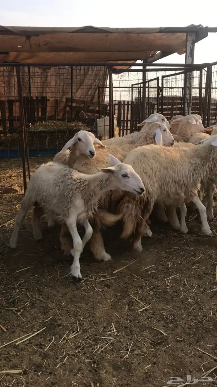 طليان طلي حريه وسط وجبر للمناسبات والثلاجه 0