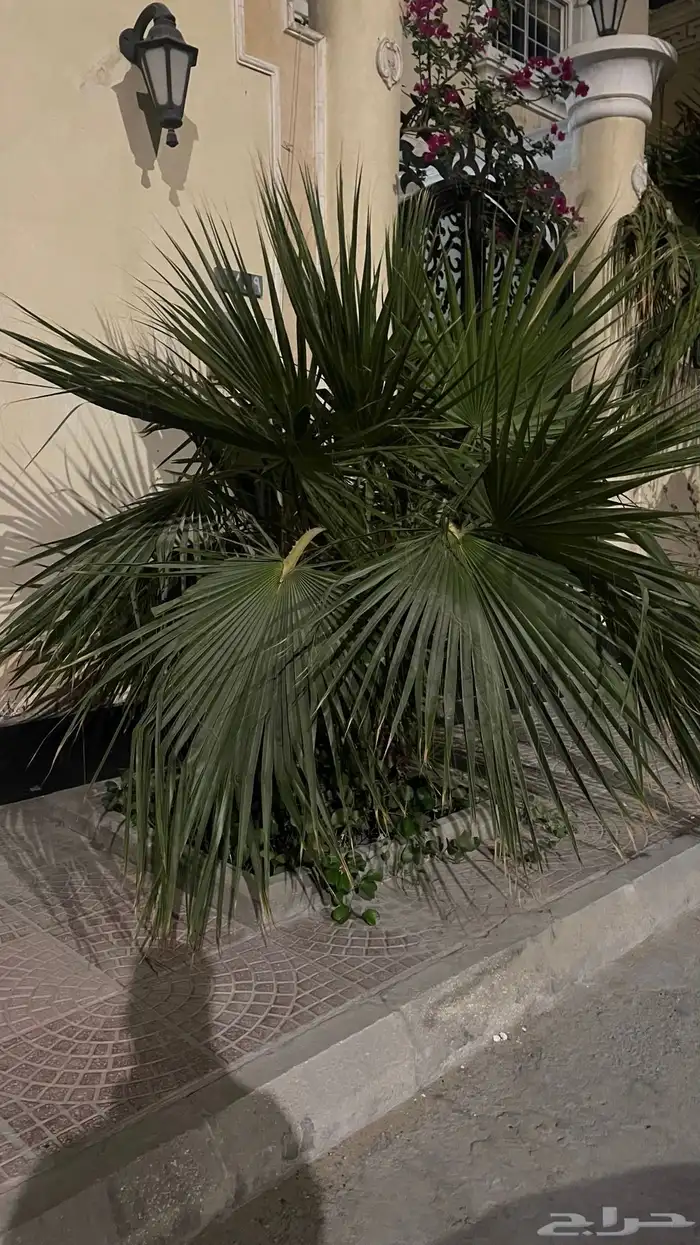 نخل زينه للبيع 2