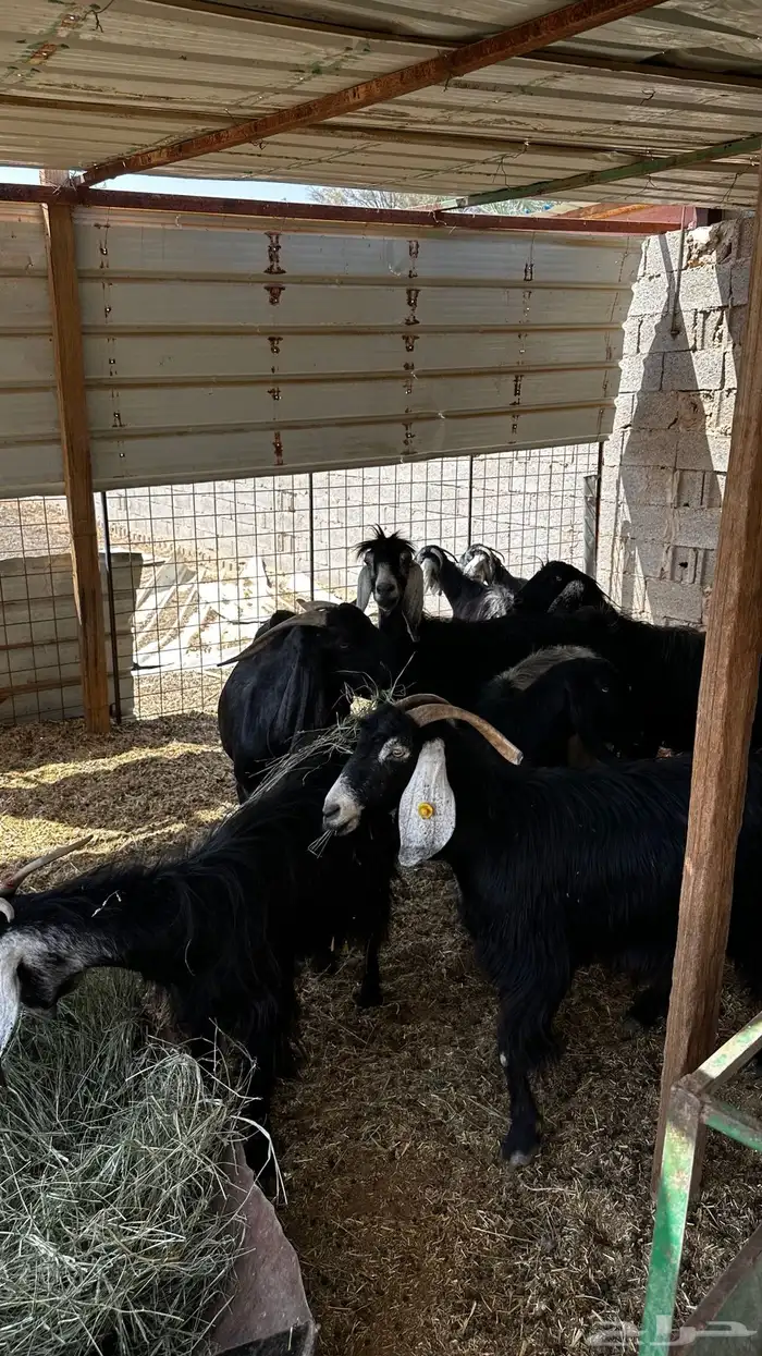 معزاء مضاريع تم البيع 5