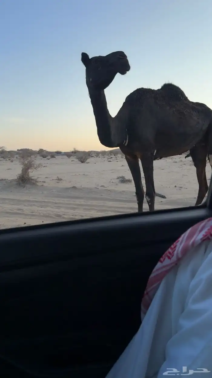 ناقه مجهم للبيع 1