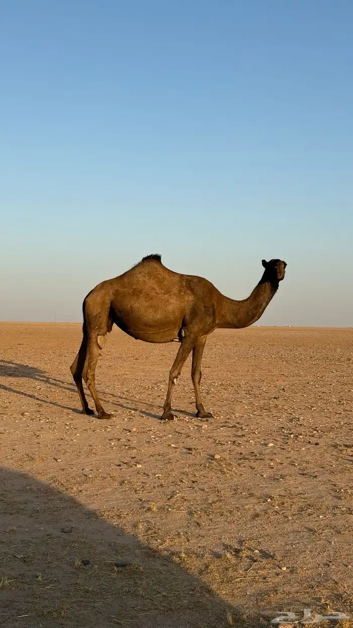 للبيع ناقه صفراء لقحه 0
