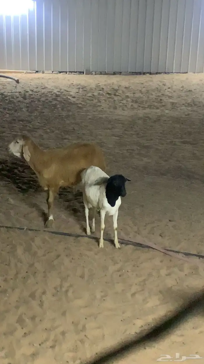 للبيع ذبايح طيبه شحم ولحم 2