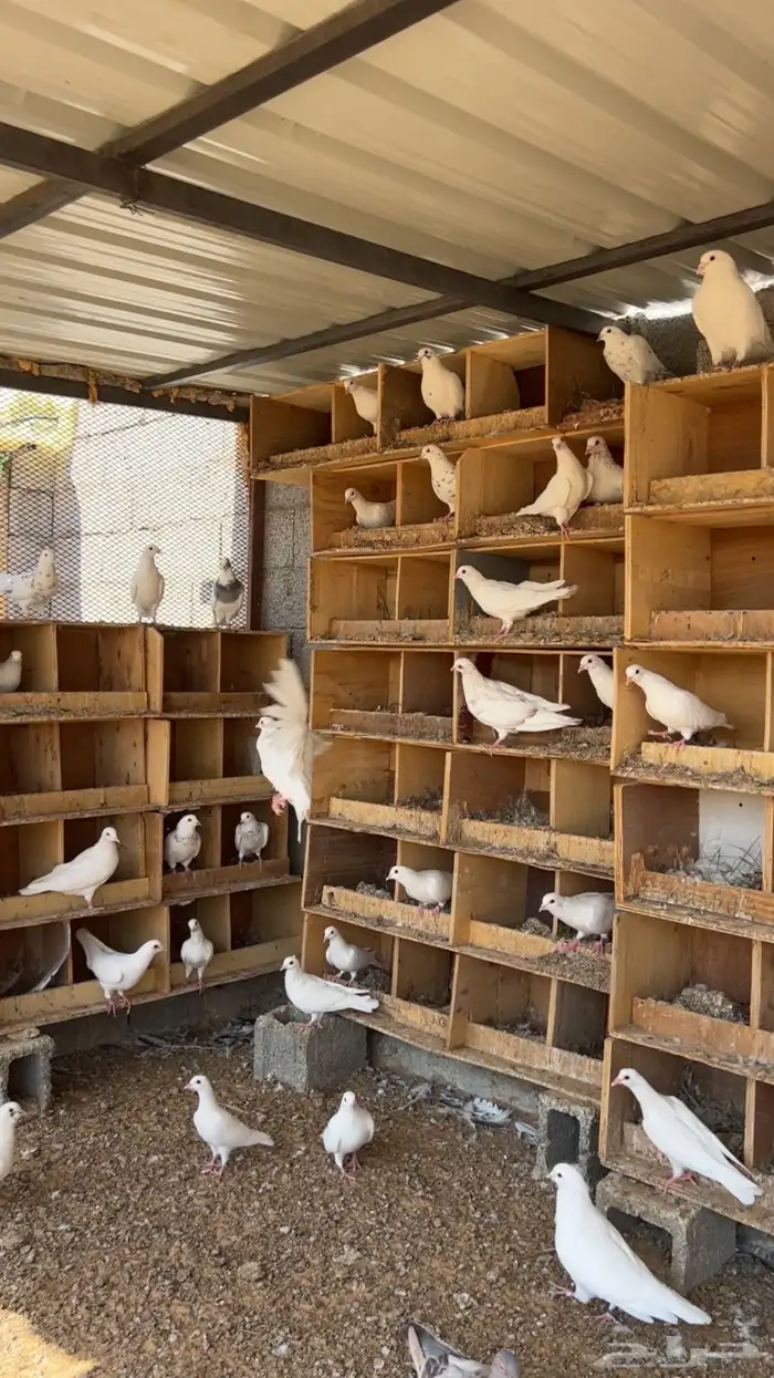 حمام فرنسي 2