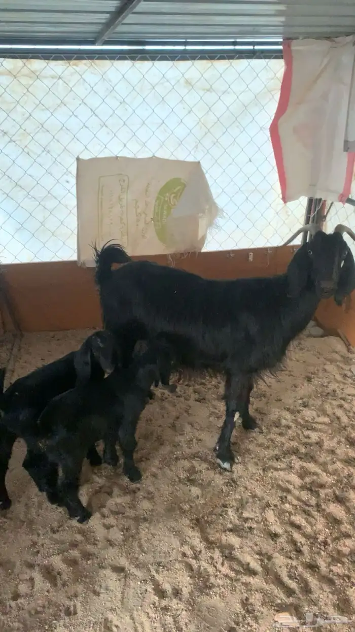 معزا متابيع للبيع 2