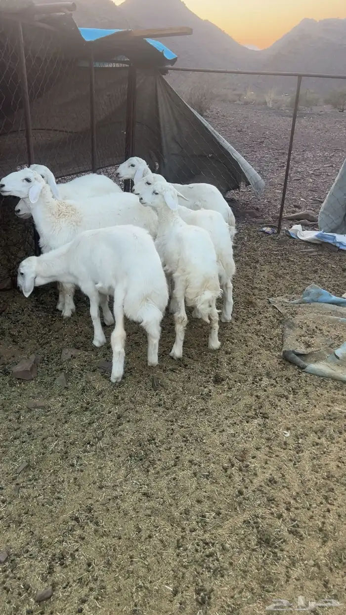 طليان 1