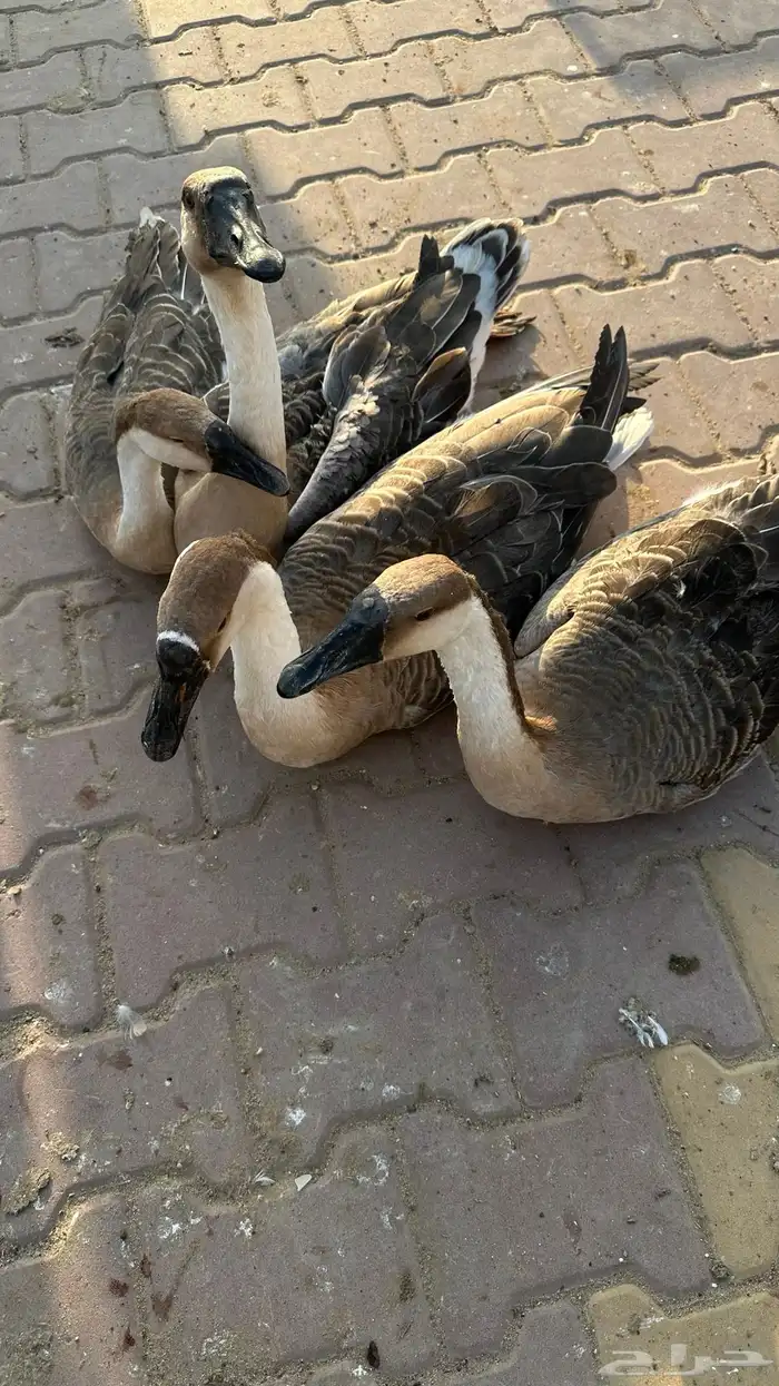 وز عراقي القنفذة القوز 1