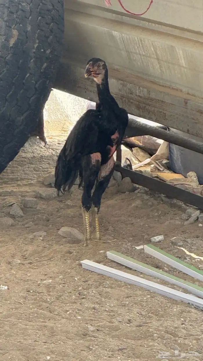 فرخة شامو الماني 2