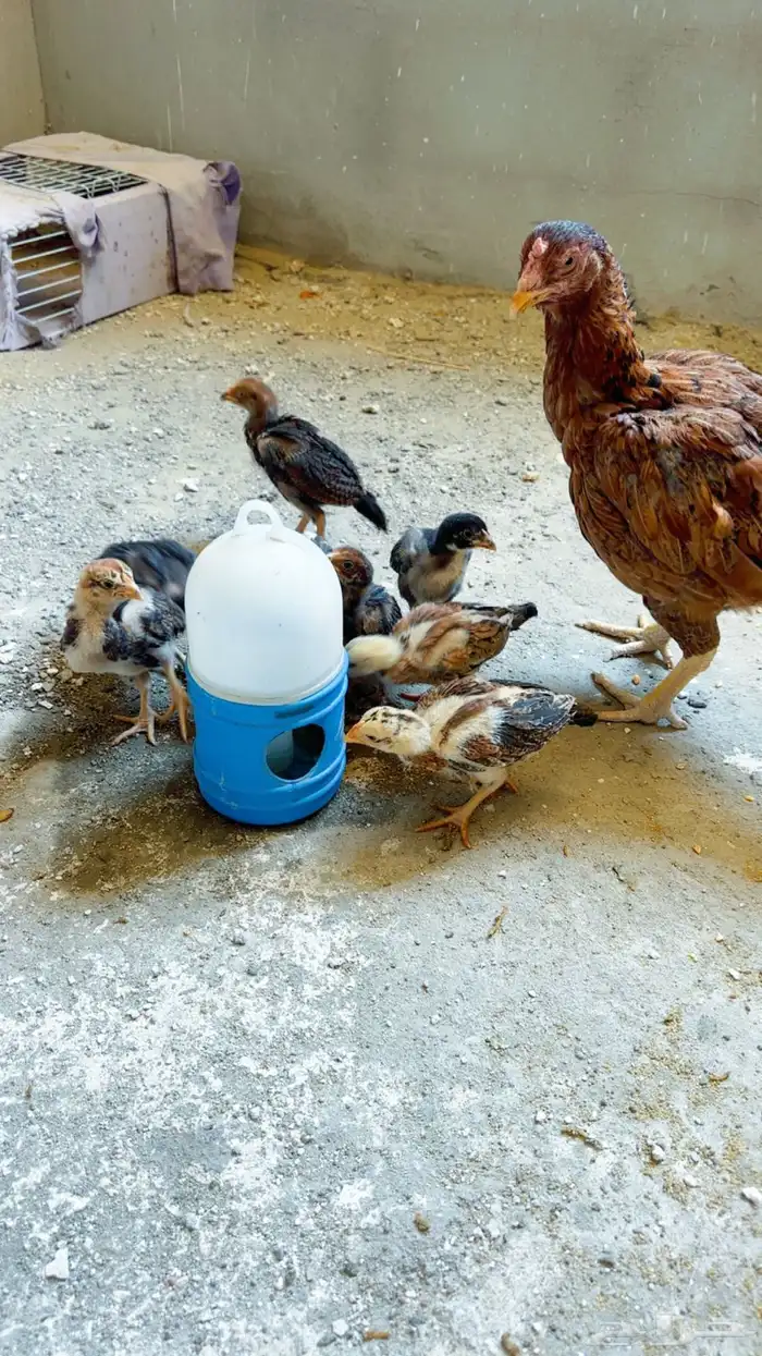 دجاجه بعيالها باكستانيه 4