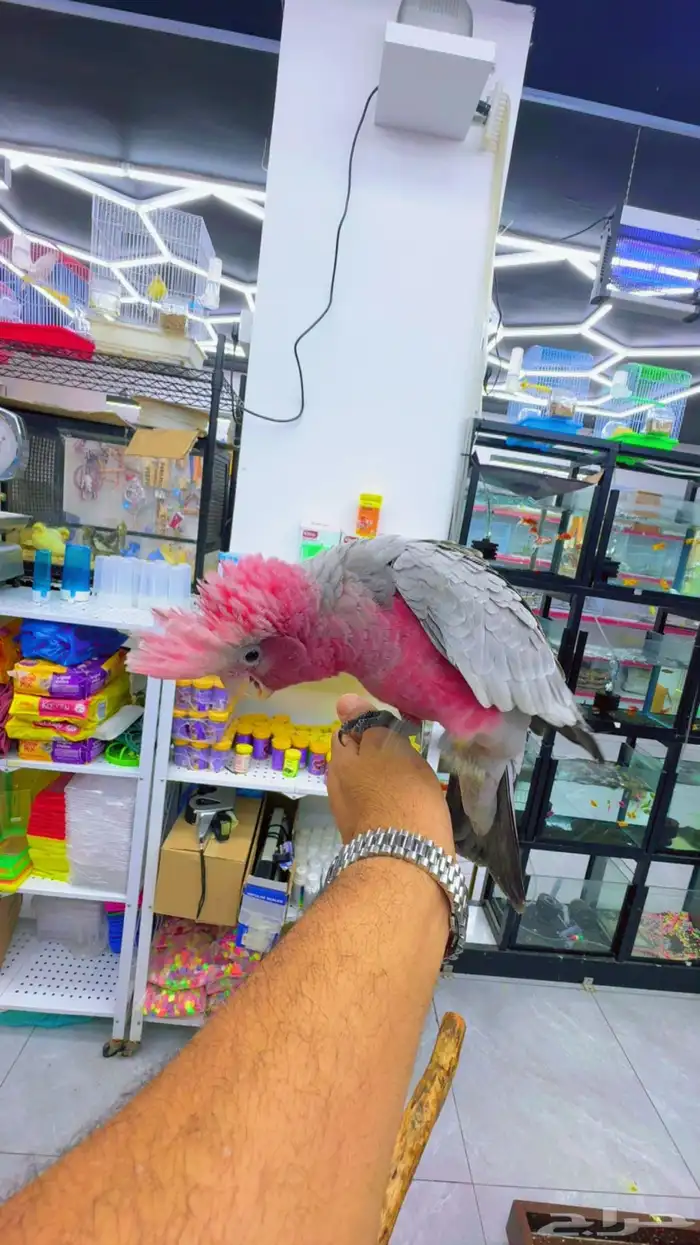 فروخ كوكاتو قالا أعمار 3شهور 8