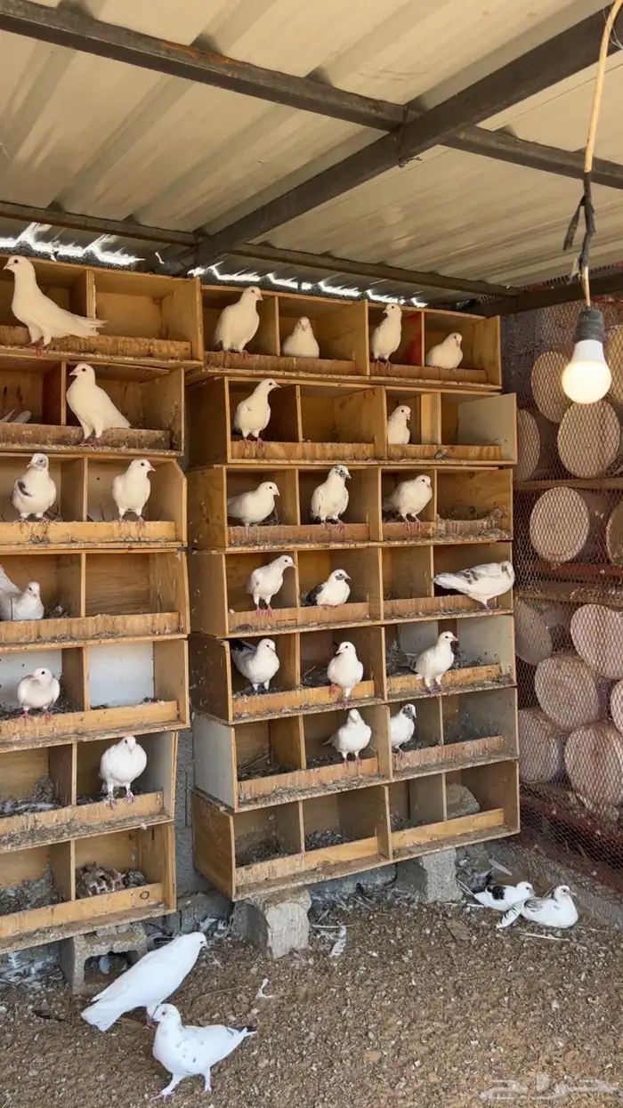 حمام فرنسي 1