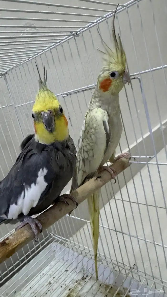 كوكتيل طيور وبادجي طيور زينه birds 1