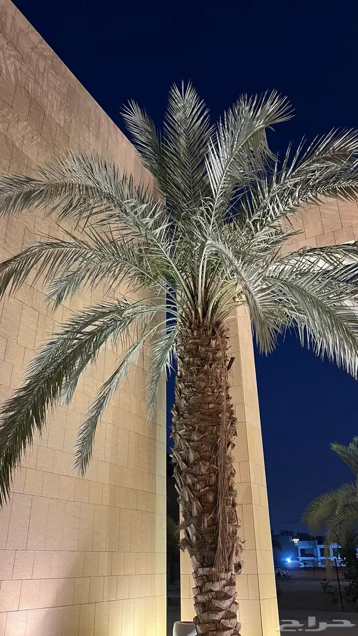 مطلوب مزرعة في الثمد 0