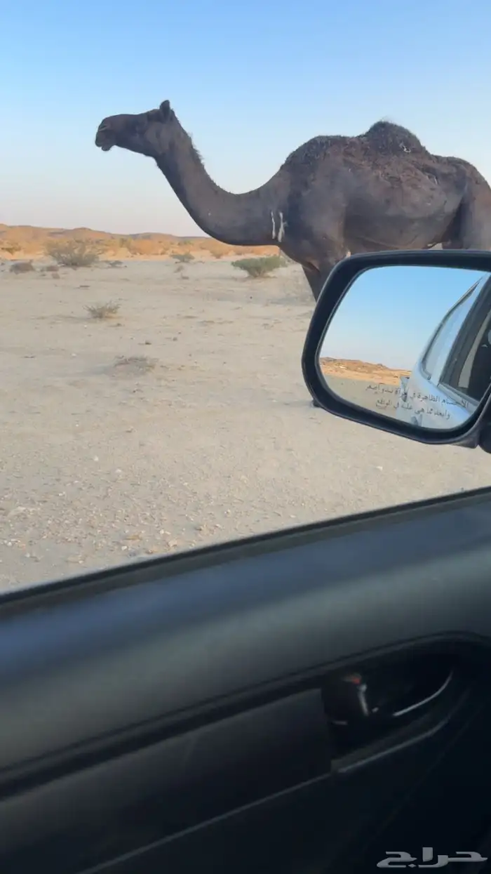 ناقه مجهم للبيع 0