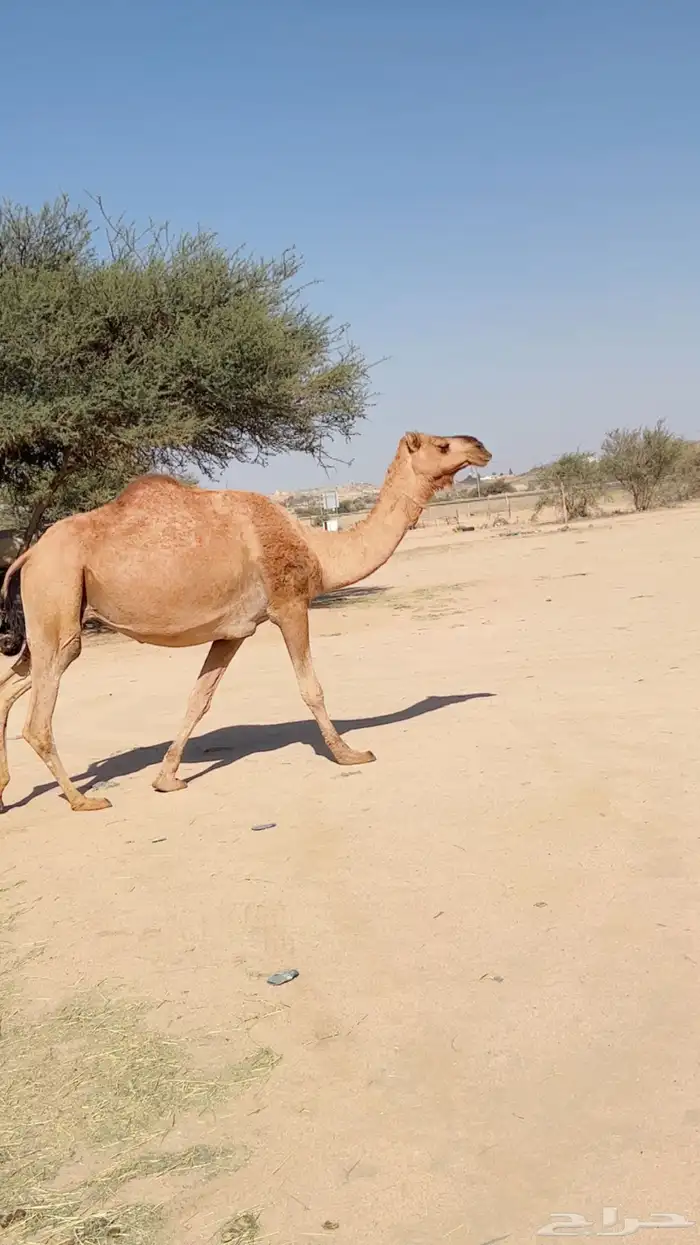 ابل مخض للبيع 2