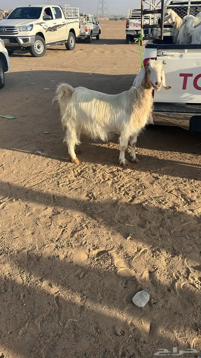 مواشي 3