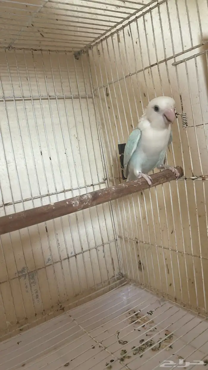 انثى روز 2