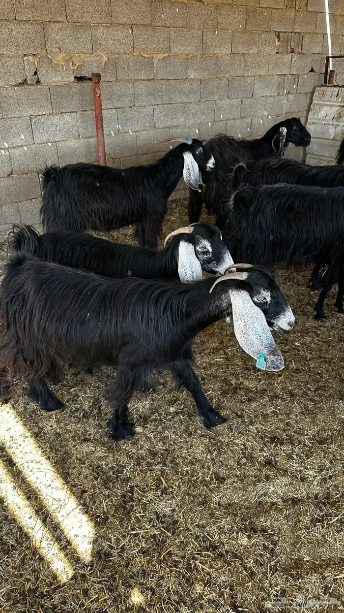 معزاء مضاريع تم البيع 0