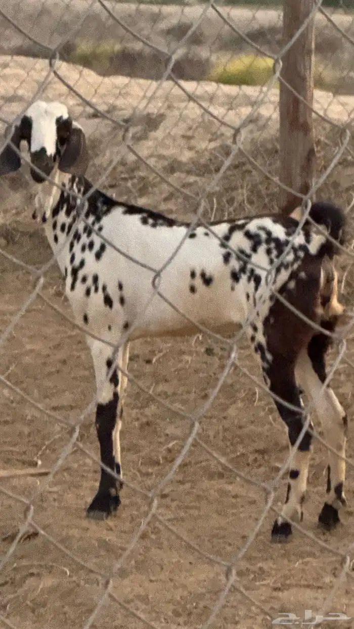 شاه مرخه 1