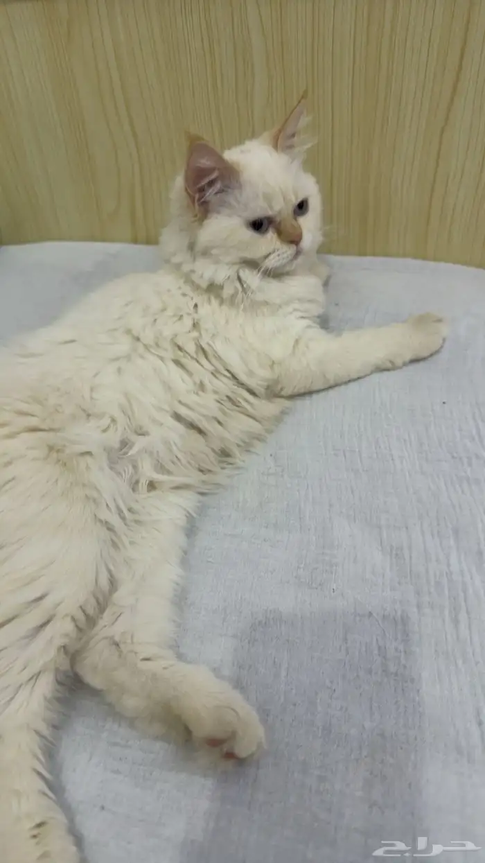 قطط 0