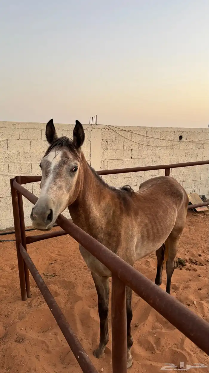 مهر واهو 2