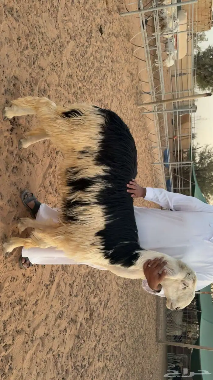 مشروع فحل نجدي 0