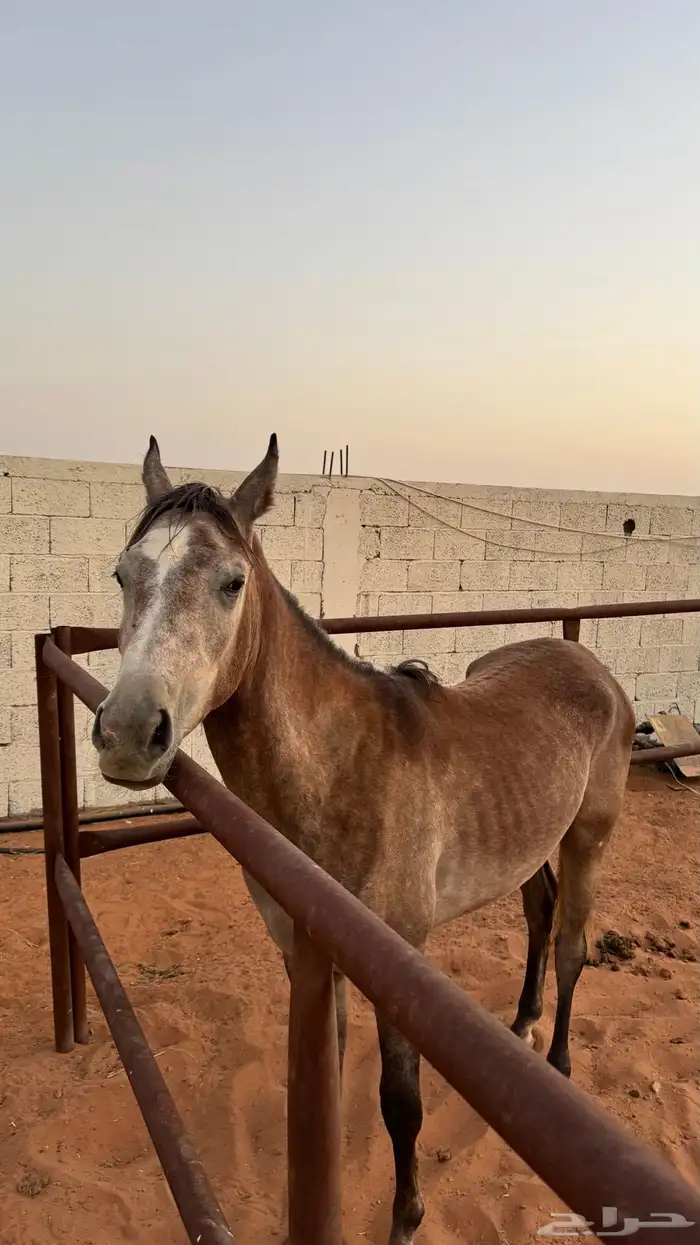 مهر واهو 0