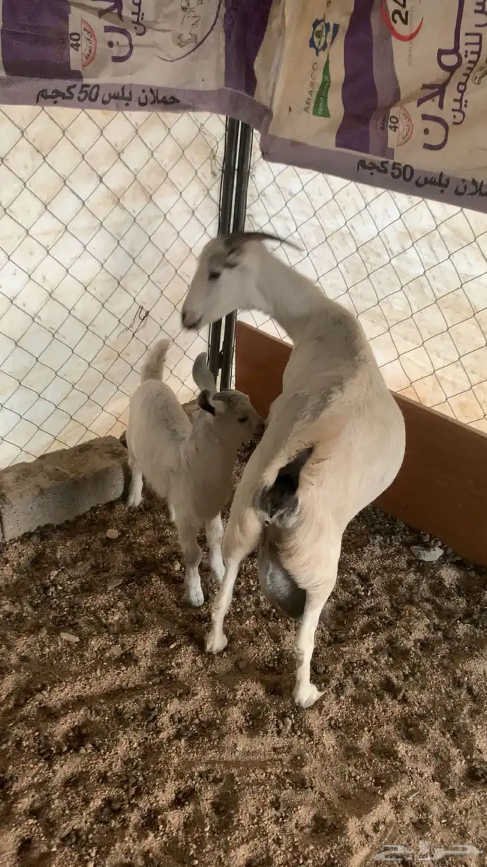 معزا متابيع للبيع 3