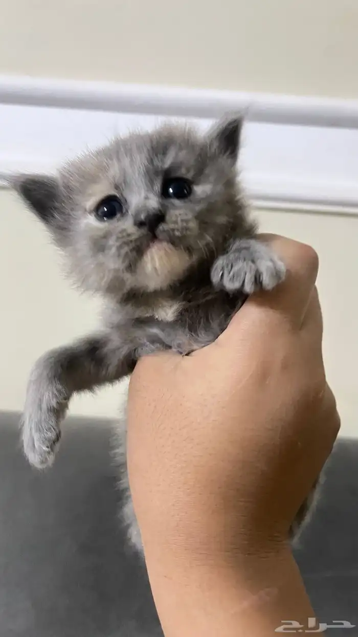 بسه شيرزايه عمرها شهرين 2