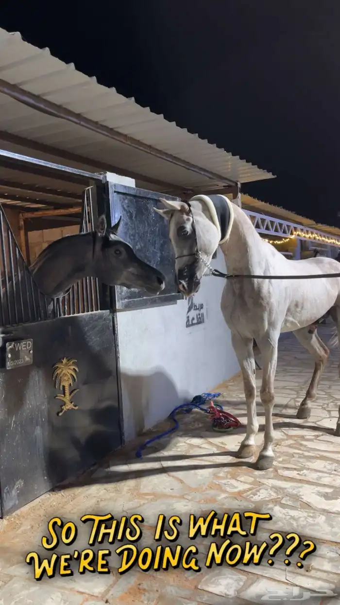 عندي حصان واهو. للبيع 0