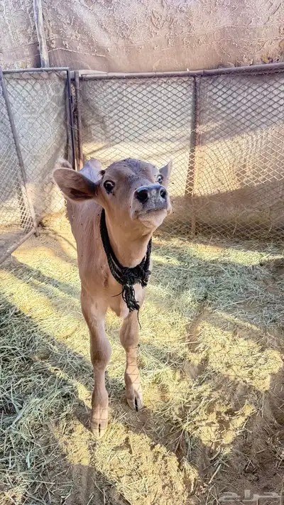 بقره خلفه index