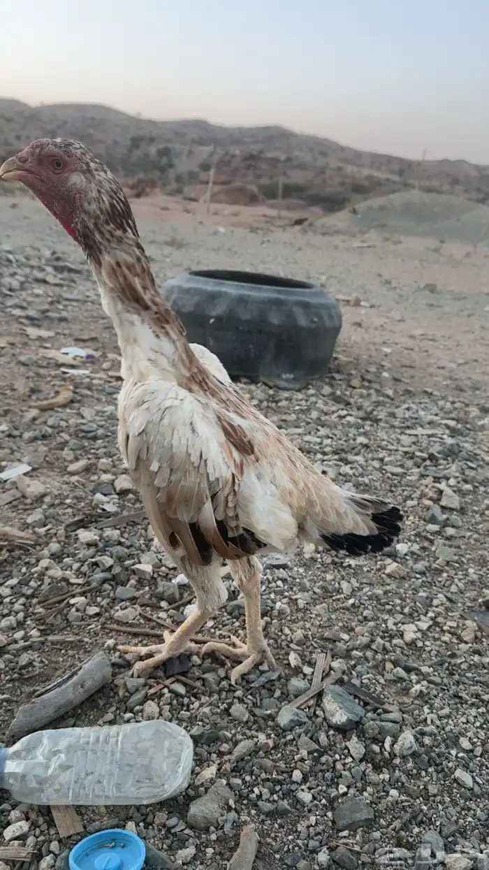 دجاج ياباني 1