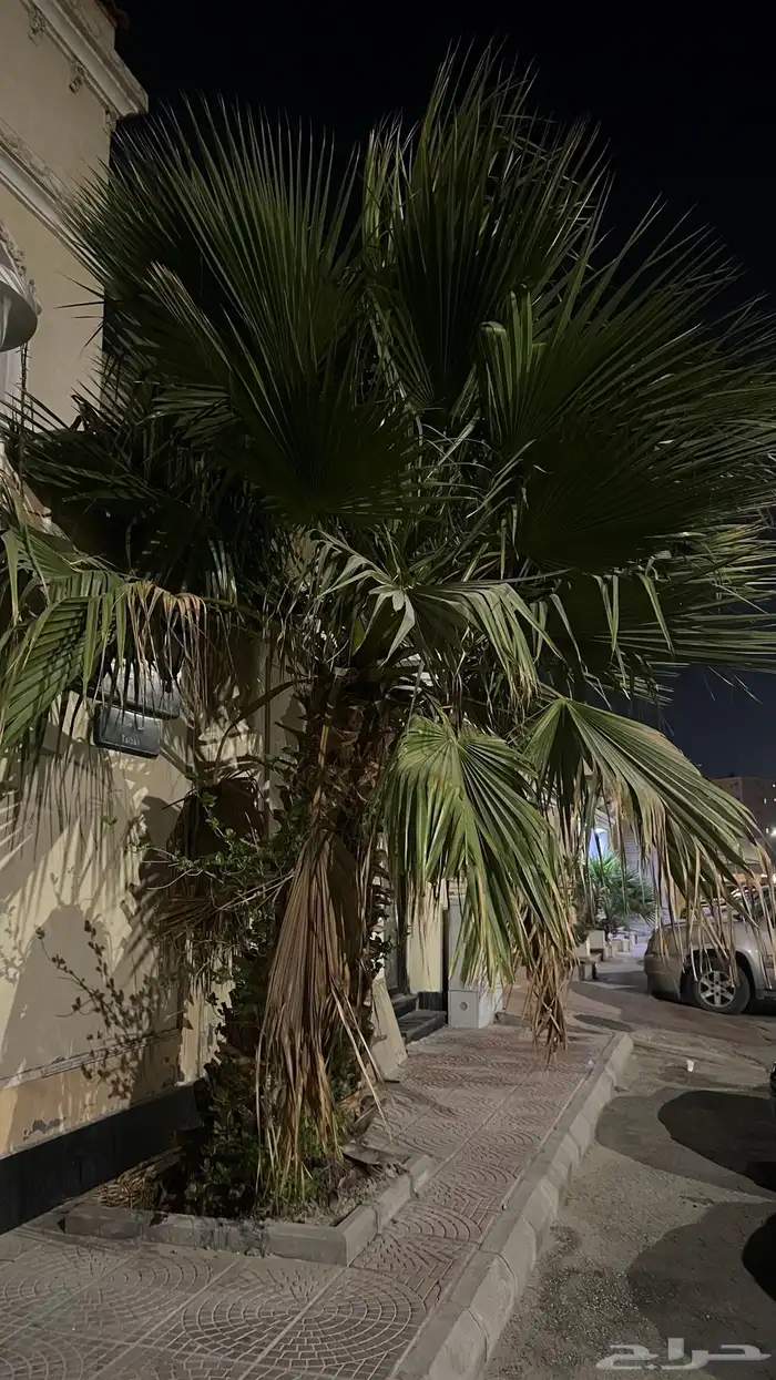 نخل زينه للبيع 0