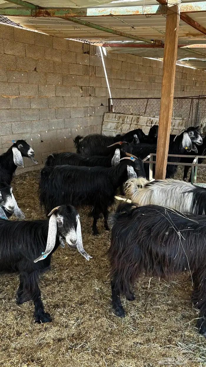 معزاء مضاريع تم البيع 1